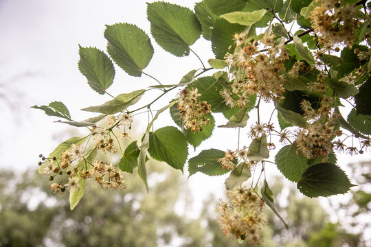 Tilia flowers. Branch of fragrant linden flowers. Blooming lime tree. Linden blossoms - important honey plant for beekeepers, also used for herbal teas and tinctures