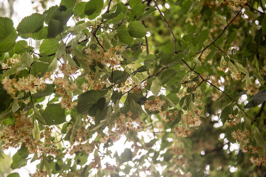 Tilia flowers. Branch of fragrant linden flowers. Blooming lime tree. Linden blossoms - important honey plant for beekeepers, also used for herbal teas and tinctures