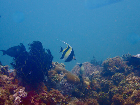 Moorish idol swimming above a tropical coral reef.
An iconic reef fish glides through a vibrant underwater habitat surrounded by corals and marine life, creating a timeless tropical ocean scene.