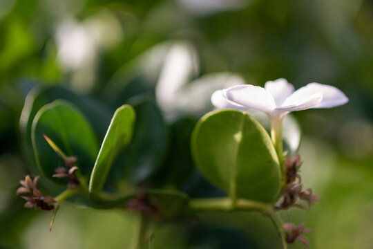 Fleurs de jasmin