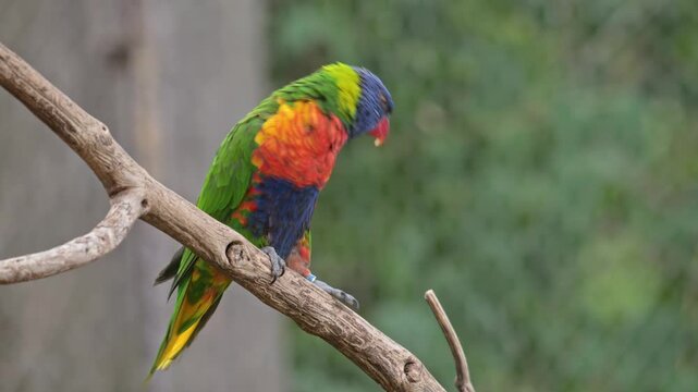 rainbow lorikeet (Trichoglossus moluccanus) parrots on a branch