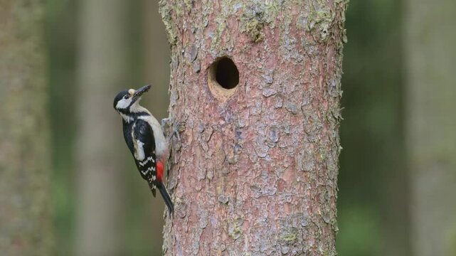 Great spotted woodpecker female and male feeding chicks at the nest hole in stem 120fps