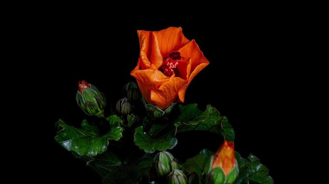 hibiscus flower blooming opening time lapse