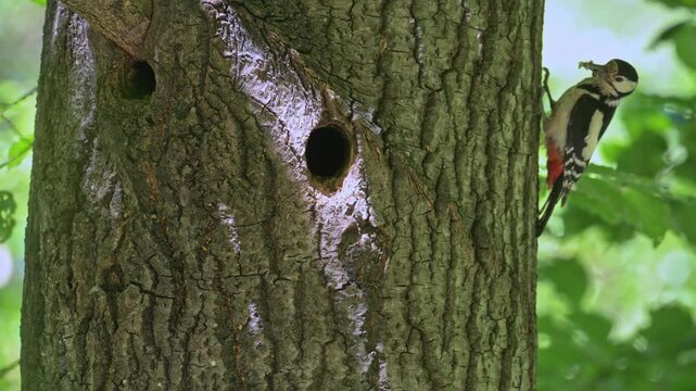 Great spotted woodpecker female feeding chicks at the nest hole in stem