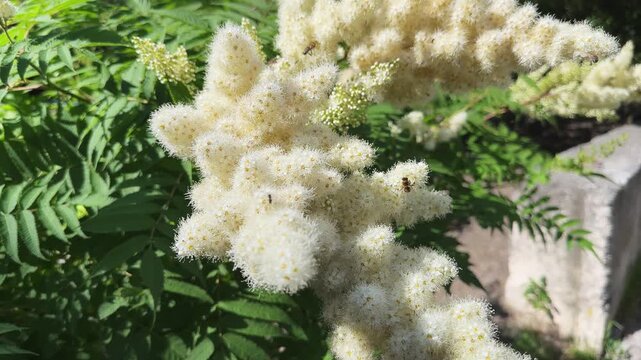Inflorescences of false spiraea with flying bees, close-up
