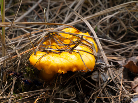 Chanterelle mushroom, Cantharellus cibarius. Edible mushroom. Chanterelles contain the enzyme chitinmannose (or chitomannose), a poison for helminths and arthropods.