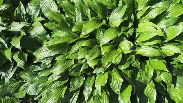 Bushes row of cultivated hosta in sunny morning, top view