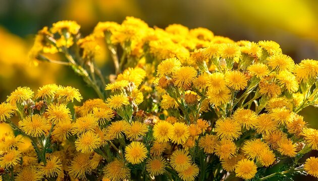 Eastern Groundsel Senecio Vernalis Yellow Flowers Closeup Selective Focus