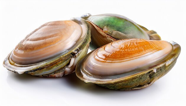 Raw Abalones On The White Background