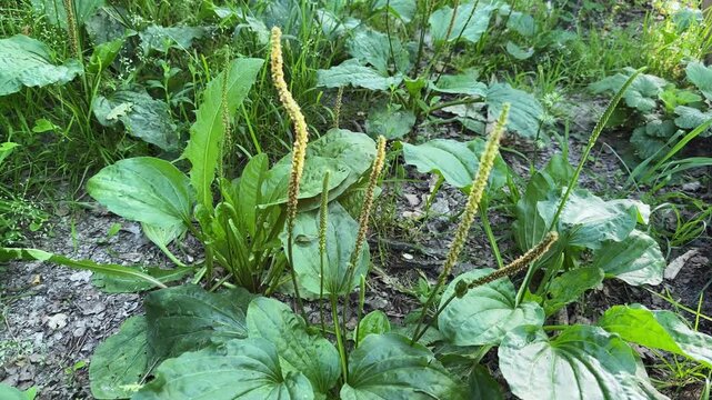 Bushes of broadleaf plantain with spikes on stems close-up