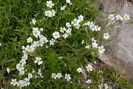 Cerastium, mouse-ears or mouse-ear chickweed flowering plant.  Siberian taiga. Khakassia, Russia