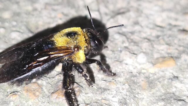 Side view macro shot of a newly emerged Carpenter bee (Xylocopa appendiculata) crawling, 4K UHD #002

