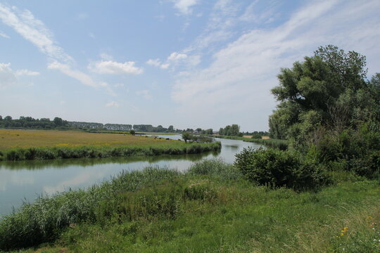 beautiful nature reserve great island with a large creek and scottish highlanders grazing in a green meadow with wild flowers in the dutch countryside near hulst