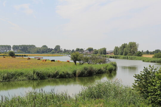 a beautiful meandering creek and a grazing herd of scottish highlanders at a green meadow with yellow ragwort in the dutch countryside in zeeland in summer
