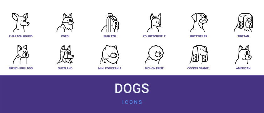 Set of 12 outline web Dogs icons such as american staffordshire terrier, cocker spaniel, bichon frise, mini pomerania, shetland sheepdog, french bulldog, tibetan mastiff vector icons for report,
