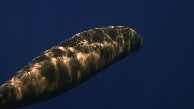 Twilight rear three-quarter view near the tail of a dugong - Dugong dugon - swimming gently beneath the surface as moonlight beautifully stripes its back.