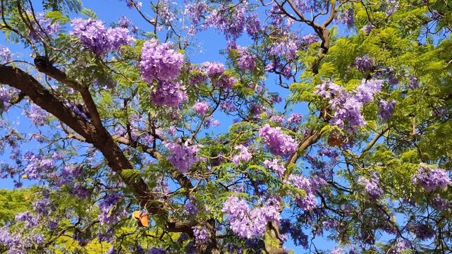 Blooming jacaranda tree canopy against the blue sky. Camera movement through the branches
