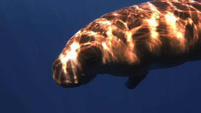 Twilight underwater shot of a dugong - Dugong dugon - approaching the camera beneath the surface as moonlight rays stripe its skin before a close-up of its head.