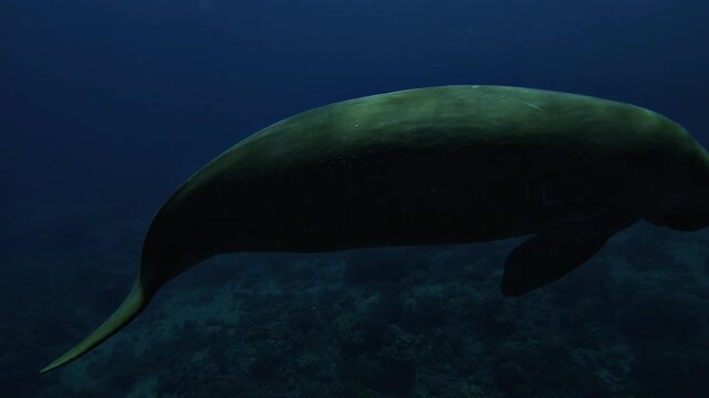 Close profile shot of a dugong - Dugong dugon - swimming through a tropical lagoon at night before exiting the frame to the right, its tail fluke disappearing last.