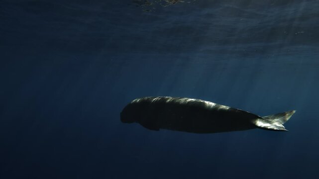 Rear view of a dugong - Dugong dugon - filmed in blue twilight with moonlight striping its back before it turns to reveal its left profile beneath the surface.