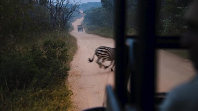 Zebras crossing the road