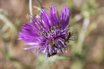 Fototapeta premium purple thistle flower