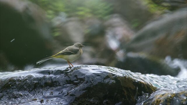 Bird (yellow wagtail) searching for food in the trickling water on a rock in the middle of the river.