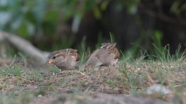 Two wild house sparrows feeding on seeds in a natural grassy environment in slow motion
