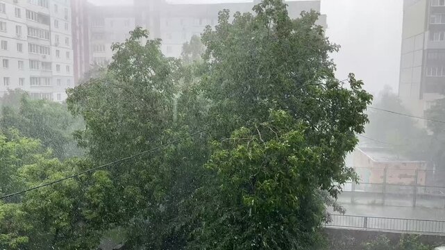 Walnut tree and other trees during a strong rainfall