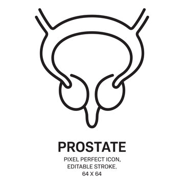Prostate gland anatomy icon, Medical symbol, Human body part illustration