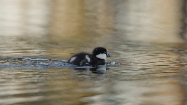 A common goldeneye duckling swims across calm freshwater while the camera follows its movement. Gentle surface ripples surround the bird as it occasionally turns its head. Horizontal slow-motion wildl