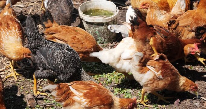 A flock of chickens and a young turkey foraging for food on dirt ground in a sunny outdoor farm yard during the daytime