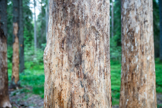 Pine forest dying after bark beetle invasion. Dried dead adult spruce tree trunk with destroyed bark, holes on surface indicating of infection, withered woodland attacked by bug, ecosystem catastrophe