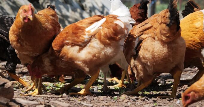 A flock of chickens and a young turkey foraging for food on dirt ground in a sunny outdoor farm yard during the daytime