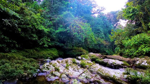 Wide Rainforest Riverbed in Ecuador with Smooth Rocks, Dense Green Vegetation, Clear Water and Remote Andean Amazon Nature Travel Scene