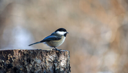 Black-capped Chickadee Perched on Tree Stump with Soft Winter Background © Claudia