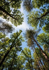 Fototapeta premium Looking up through a dense canopy of ancient oak and pine trees toward a bright blue sky filled with soft white clouds on a sunny day, clouds, foliage, woods