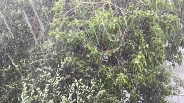 Branches of walnut and cherry during a strong rainfall