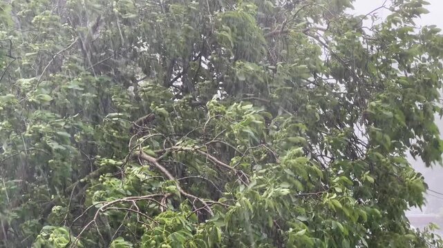 Branches of walnut tree during a strong rainfall close-up