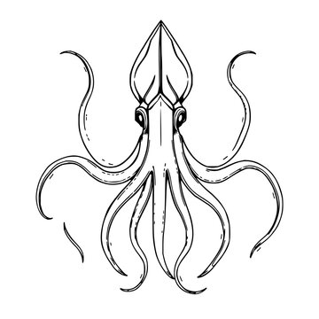 Giant Squid set with hand-drawn scientific illustration featuring antique etching, deep-sea biology style, detailed tentacles with slimy textures and shadowing