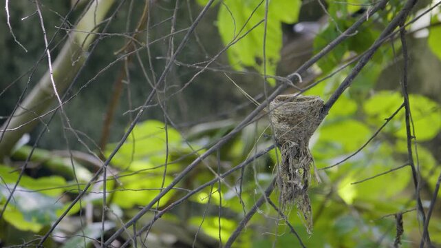 Empty cup nest of a pied fantail bird on a tree branch, wild bird in a Thailand suburban neighborhood, authentic Southeast Asian avian atmosphere.