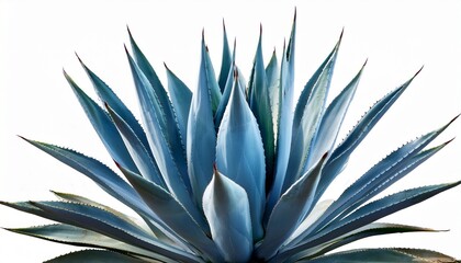 Obraz premium Blue Agave Aloe Vera Plant Isolated On White Background