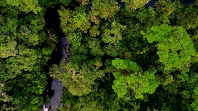 Top Down Drone View of River Cutting Through Dense Ecuador Rainforest, Green Canopy, Dark Water and Remote Andean Amazon Wilderness Landscape