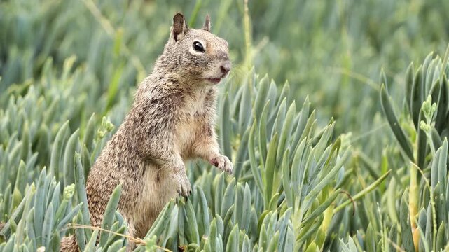 An American gray squirrel is watching from the grass.