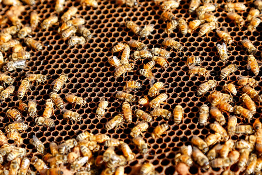 Honeybees on Honeycomb Close Up