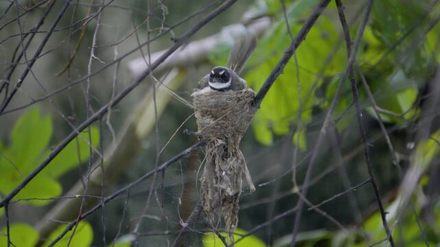 Pied fantail bird moving into nest to brood baby, wild bird in a Thailand suburban neighborhood, authentic Southeast Asian avian atmosphere.