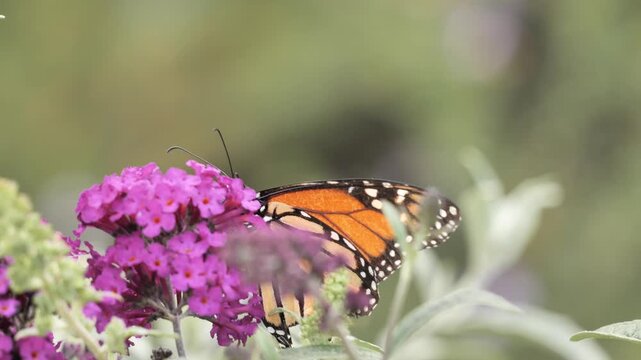 A monarch butterfly (Danaus plexippus) feeds on flowers in a California park in summer.