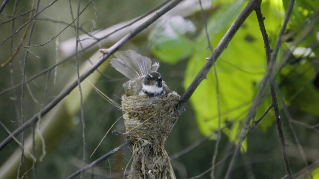 Pied fantail flying vertically down then another bird feeding baby before leaving nest, wild bird in a Thailand suburban neighborhood, authentic Southeast Asian avian atmosphere.