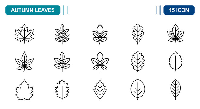 15 Autumn leaves linear icon set maple oak chestnut foliage, UI and web interface design