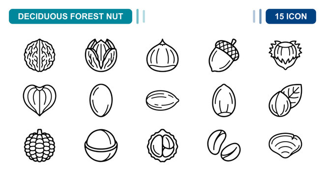 15 Deciduous Forest Nut linear icon set walnut hazelnut acorn chestnut, UI and web interface design